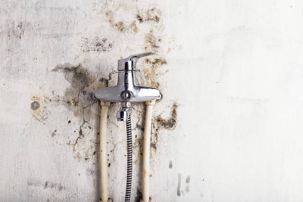 Best Local Mold Removal Service  in Newport Beach, CA