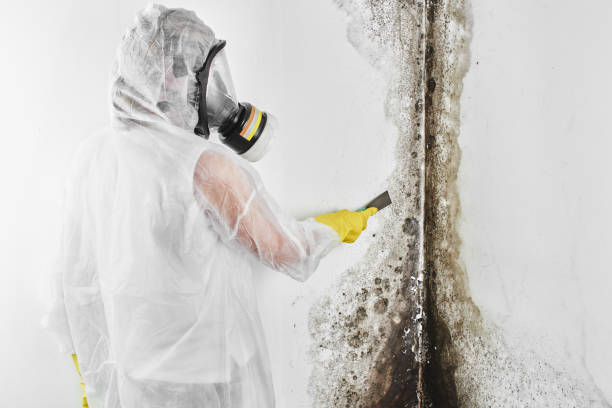 Professional Mold Removal in Newport Beach, CA