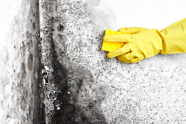 Crawl Space Mold Removal in Newport Beach, CA
