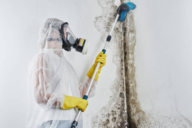 Best Commercial Mold Removal  in Newport Beach, CA