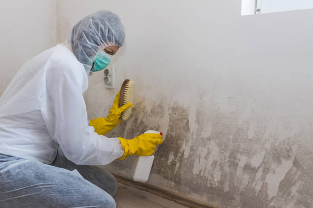 Home Mold Removal in Newport Beach, CA