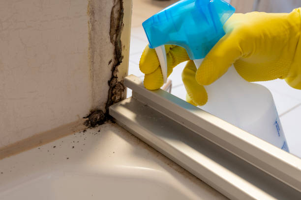 Best Commercial Mold Removal  in Newport Beach, CA