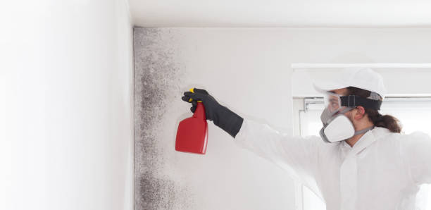 Best Fast Mold Removal  in Newport Beach, CA