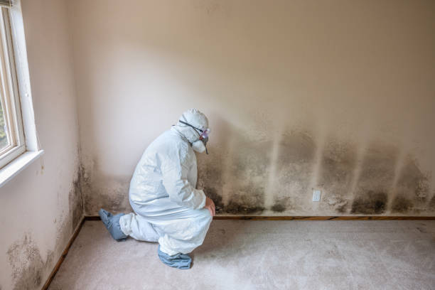 Best Professional Mold Removal  in Newport Beach, CA