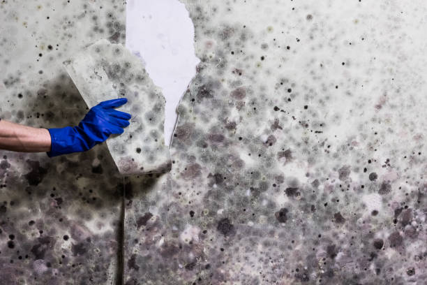 Best Certified Mold Removal  in Newport Beach, CA